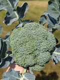 Emerald Crown Broccoli