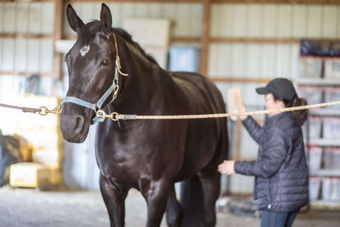 Horse being groomed