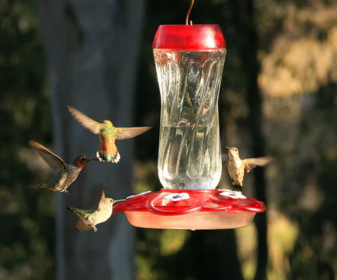 Hummingbirds around a hummingbird feeder