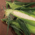 3 ears of Illusion white sweet corn in husk