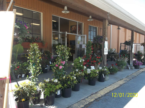 Spring Garden Center Walk & Talk