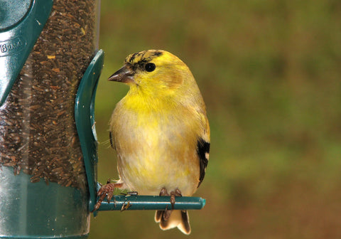 Gold finch sitting on wild bird feeder