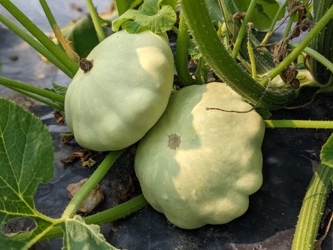 Patty Pan Squash