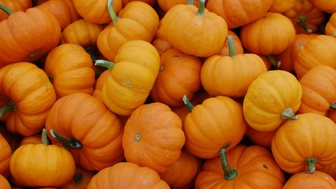 Small Orange Pumpkins