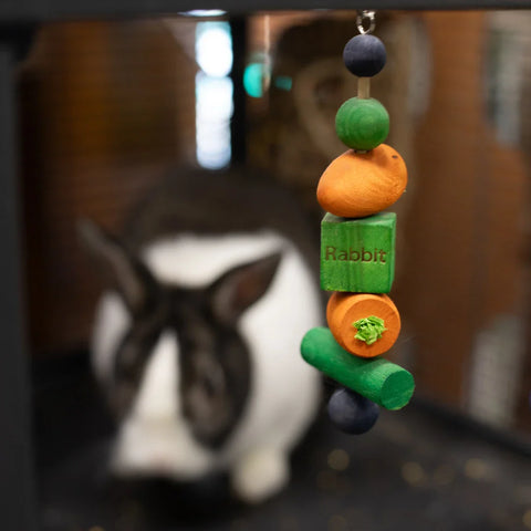 Rabbit with rabbit enrichment toy