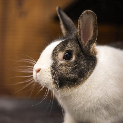 Picture of a rabbit