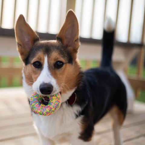 Corgi holding dog treat