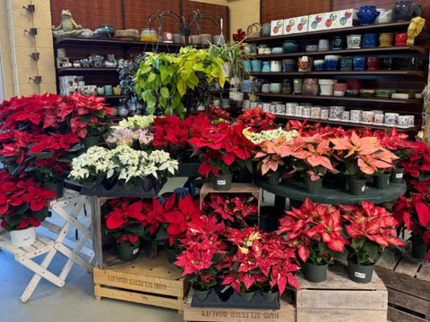 Poinsettia display