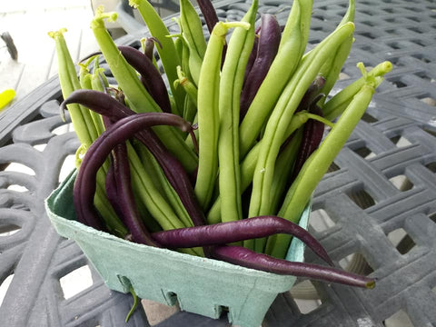 Provider and Royal Bush Beans