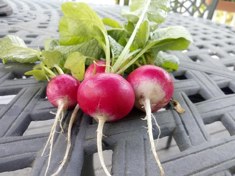 Sparkler Radish