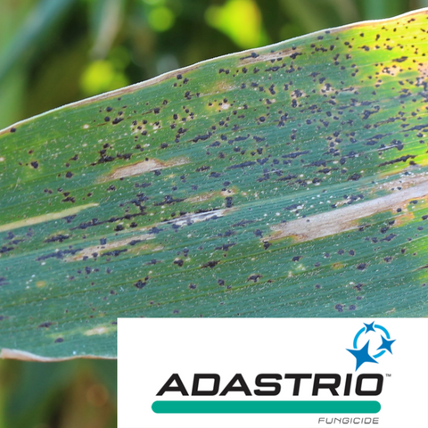 Adastrio logo over corn leaf with tar spot