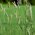 Timothy Seed Heads