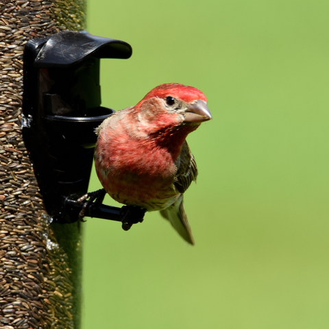 Purple finch at a feeder