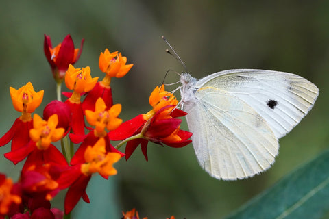 Moths & Skippers Horticulture Class