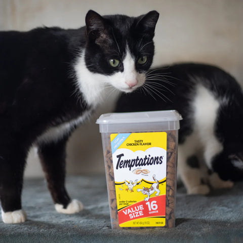 Cat standing in front of temptations cat treats