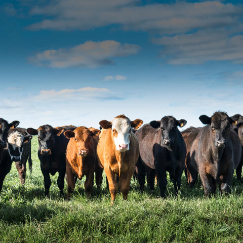 Line of cattle standing in a field