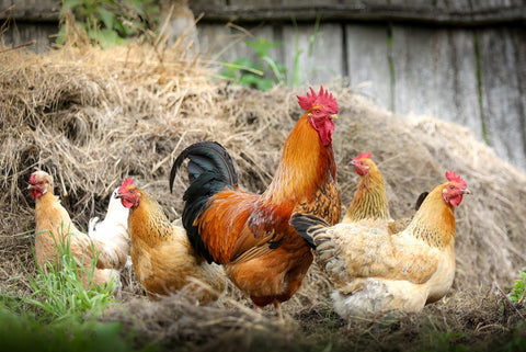 Chicken Chat at The Mill of Kingstown