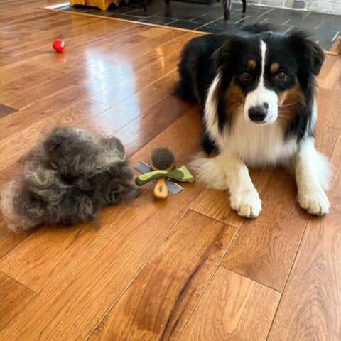 Australian shepherd after a dog grooming