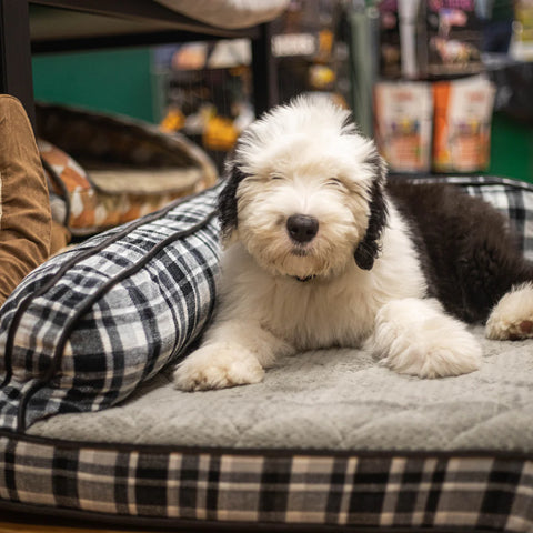 Dog laying in dog bed