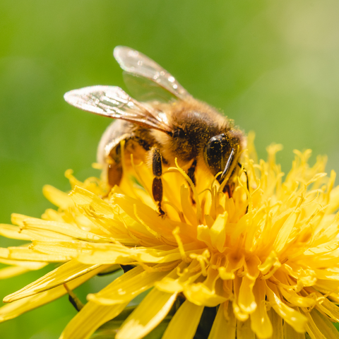Honey Bee on a Dandelion