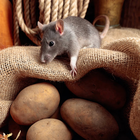 Rat on a bag of potatoes