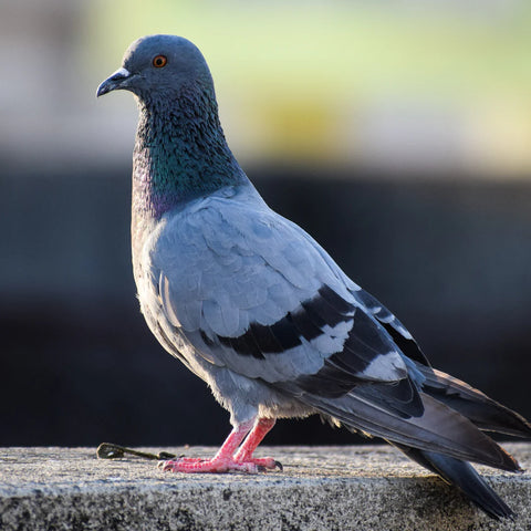 Pigeon standing on a ledge