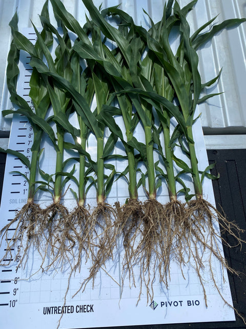 Corn roots with pivot bio 