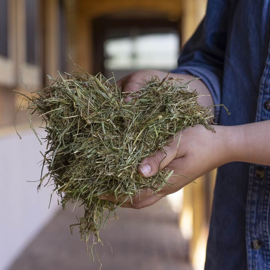 File:Jersey Cow in straw bedding.JPG - Wikipedia