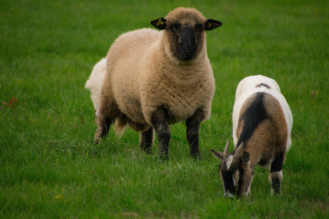 Sheep & Goat