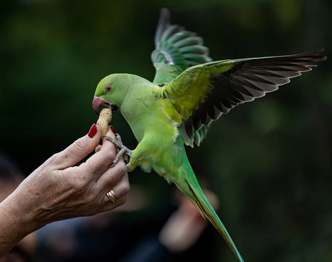 Small pet eating peanut out of hand