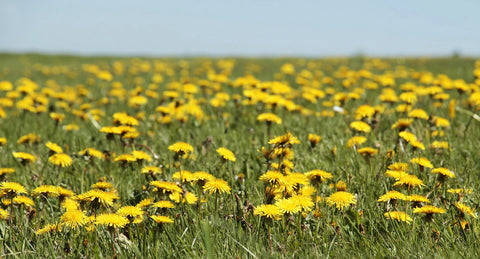 Lawn weeds all over a lawn