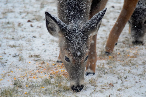 Deer eating whole shelled corn