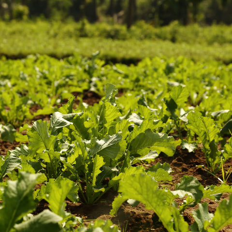 Field of radishes growing for deer food plot