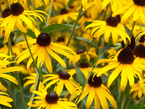 Black-Eyed Susan Flowers