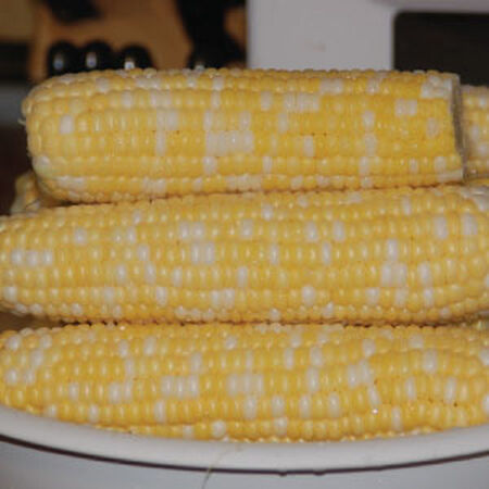 Butter & Sugar Sweet Corn - Mill Seed