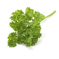 Moss Parsley